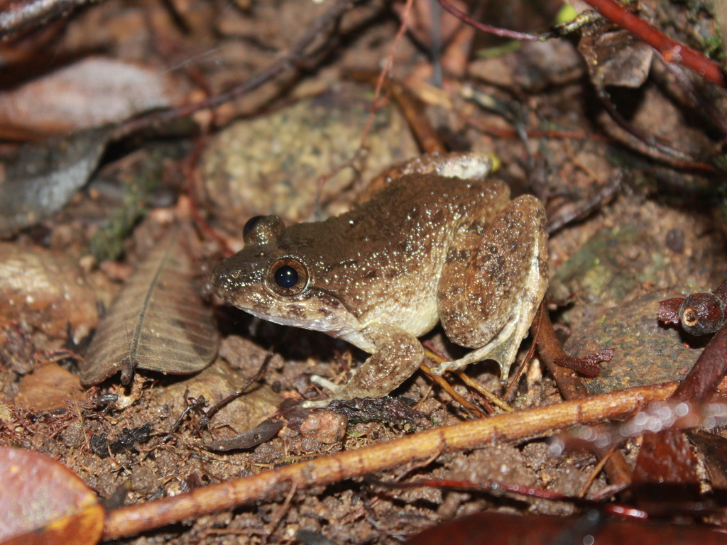 Rivulet Frog