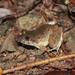 Rivulet Frog - Photo (c) ihsanalmuhardi, some rights reserved (CC BY-NC)