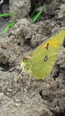 Colias myrmidone