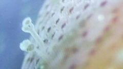 Watersipora cucullata