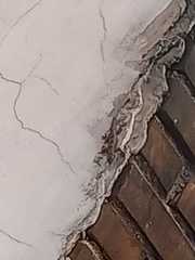 Hemidactylus platyurus