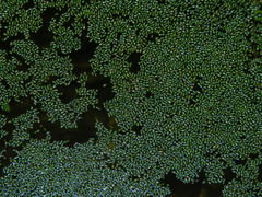 Wolffia brasiliensis