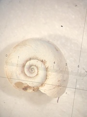 Planorbis carinatus