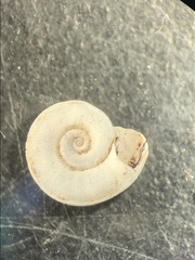 Planorbis carinatus