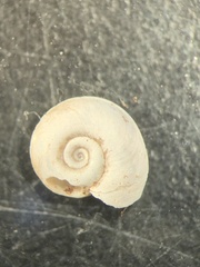 Planorbis carinatus