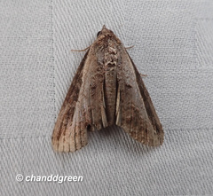 Lophoptera squammigera