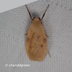 Paralithosia shaowuica
