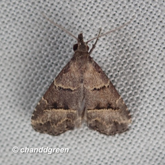 Schrankia bilineata