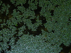 Wolffia brasiliensis