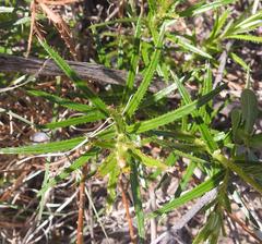 Hirpicium bechuanense