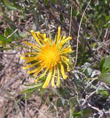 Hirpicium bechuanense