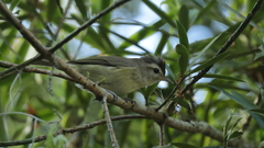 Vireo leucophrys