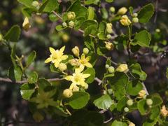 Grewia vernicosa