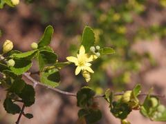 Grewia vernicosa