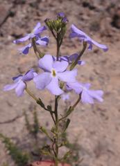 Jamesbrittenia macrantha