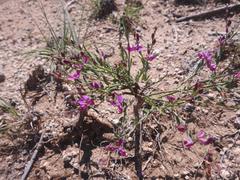 Polygala sekhukhuniensis