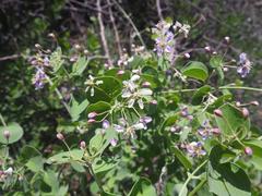 Triaspis glaucophylla