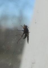 Otitinae
