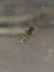 Otitinae