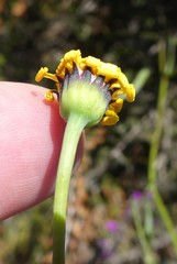Othonna stenophylla