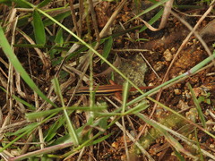 Ophisops leschenaultii