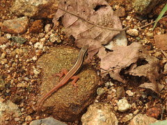 Ophisops leschenaultii