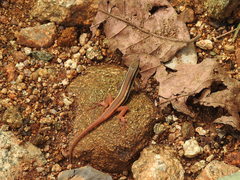 Ophisops leschenaultii