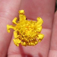 Othonna stenophylla