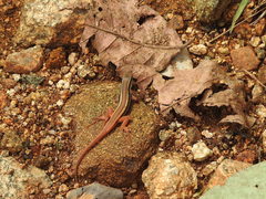 Ophisops leschenaultii