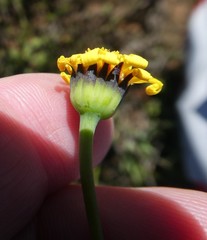 Othonna stenophylla