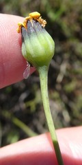 Othonna stenophylla