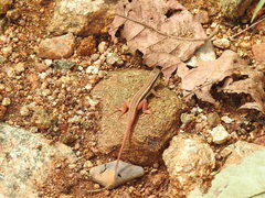 Ophisops leschenaultii