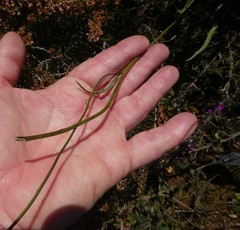 Othonna stenophylla