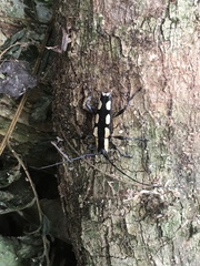 Colobothea cassandra