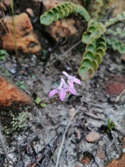 Disa obliqua