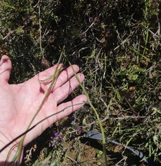 Othonna stenophylla