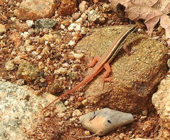 Ophisops leschenaultii