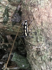 Colobothea cassandra