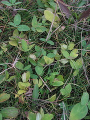Trifolium ambiguum