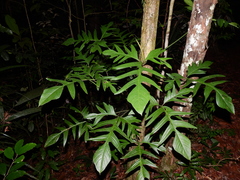 Philodendron pedatum