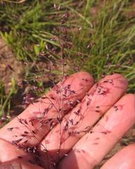 Adenochloa ecklonii