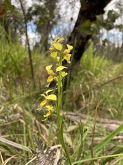 Diuris chrysantha