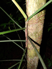 Philodendron pedatum