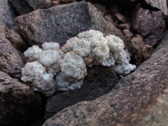 Oriastrum polymallum