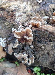 Auricularia mesenterica