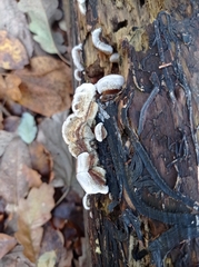 Auricularia mesenterica