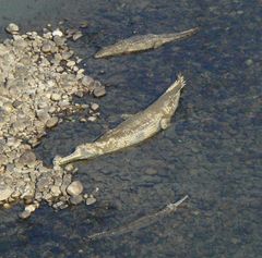 Gavialis gangeticus