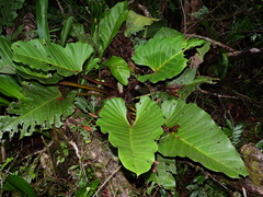 Philodendron melinonii