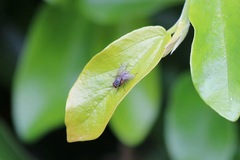 Diptera