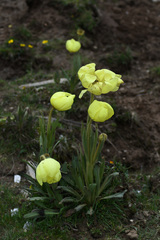 Meconopsis integrifolia